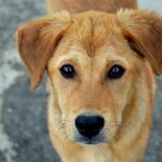 Hunde ohne Leine laufen lassen: Erlaubnis und Regeln