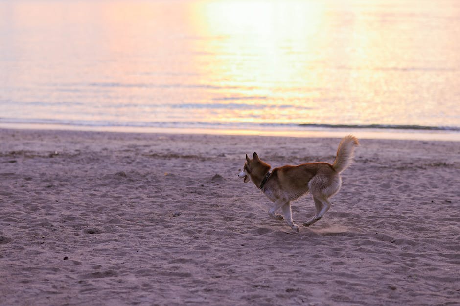 Hundewelpen Laufen Lernen