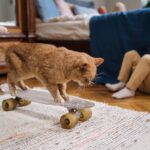 Katzenlauf: Wann sind Katzen lauffähig?