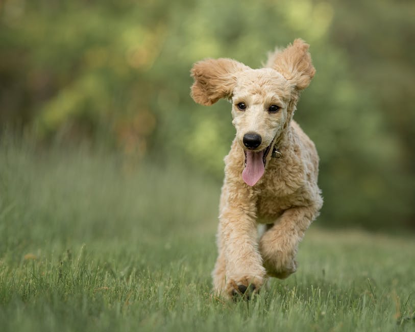  Warum kann ein Hund so schnell laufen