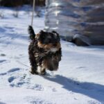Warum laufen Hunde schräg - Erfahren Sie, wie die Bewegung wichtig ist