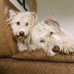 Warum laufen Hunde weg? Tipps für Hundebesitzer zur Verhinderung des "Abhauens"