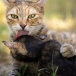 Katzen einherlaufen: Warum tun sie es?