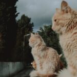 Warum laufen Katzen weg? Ursachen und wie Sie verhindern können