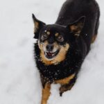 Hunde laufen in Schnee - Laufzeit und Grenzen