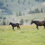Wie-lange-Pferde-laufen-können