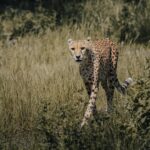 Gepard-Laufgeschwindigkeit
