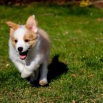 Wie schnell kann ein Schäferhund laufen? Ein Überblick über die Geschwindigkeit des Schäferhunds.
