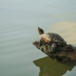 Geschwindigkeit von Schildkrötenlaufen