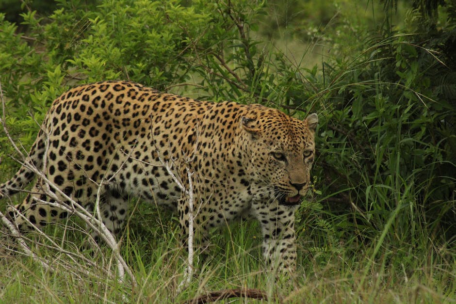  Leopardenlaufgeschwindigkeit