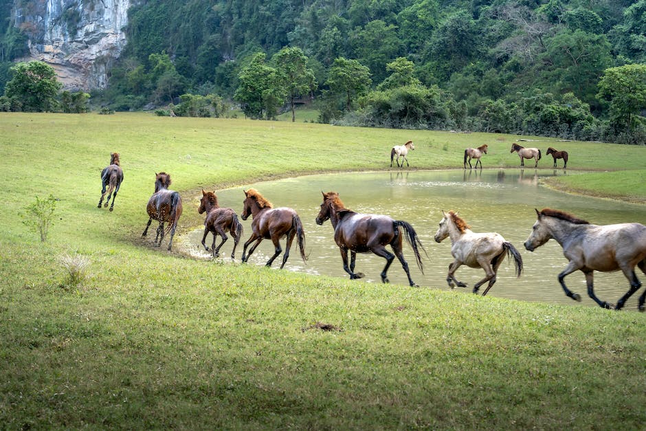Pferde rennen Geschwindigkeiten von bis zu 55 km/h