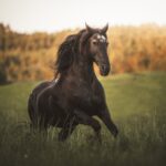 Laufgeschwindigkeit von Pferden