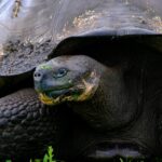 Schildkrötenlaufgeschwindigkeit